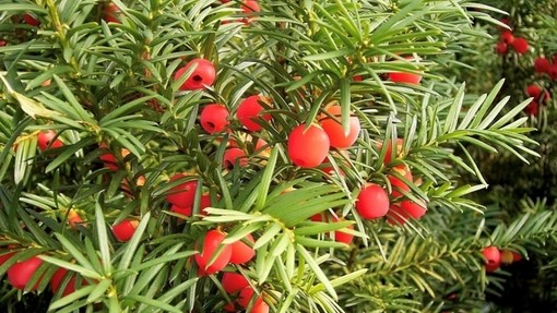 An image of a green yew tree with small red berries attached to the branches.