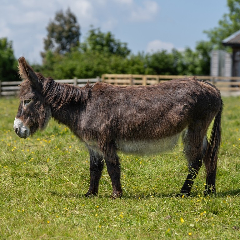 A dark brown donkey in a field
