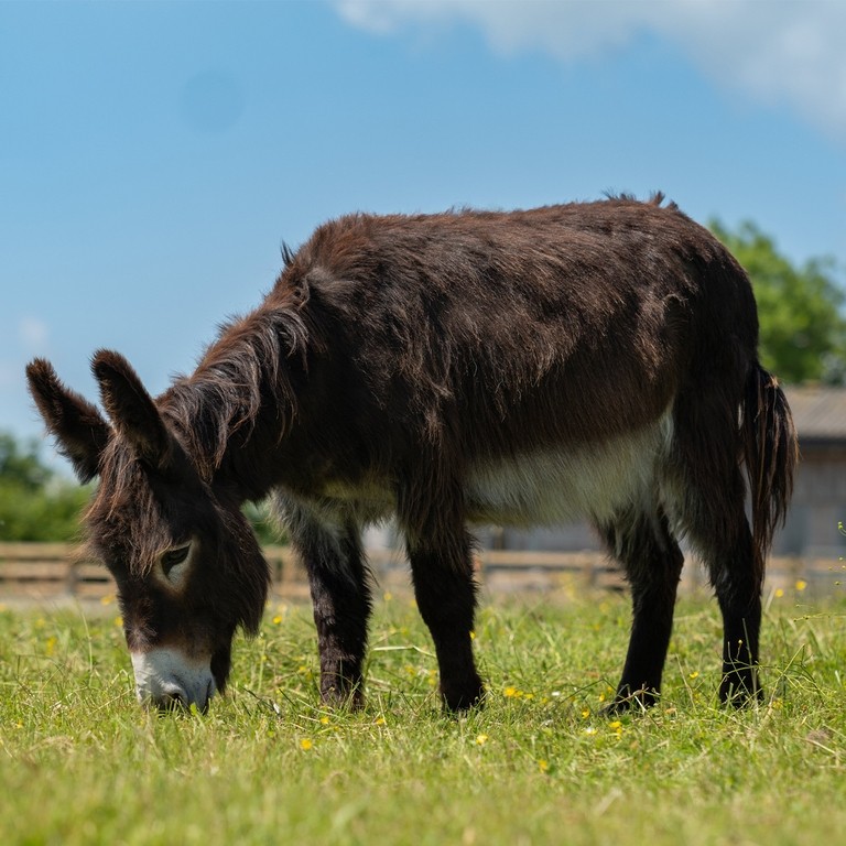 A dark brown donkey in a field