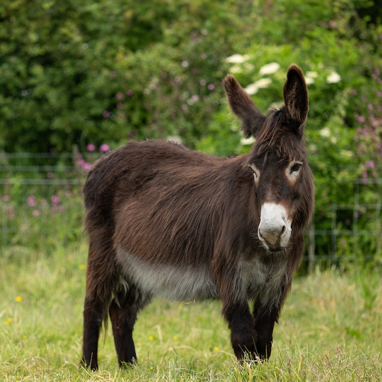 A dark brown donkey in a field