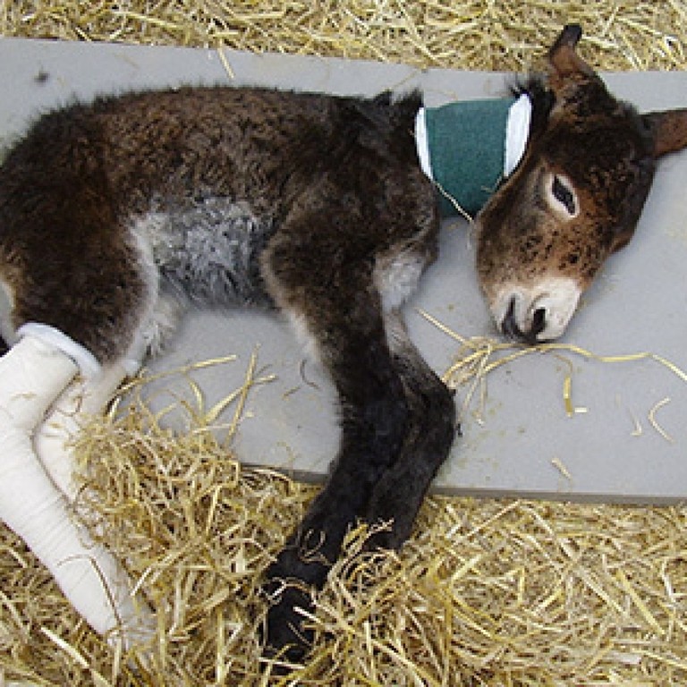 An image of a brown donkey foal with bandaged legs wearing a neck brace while lying on a bed of straw.