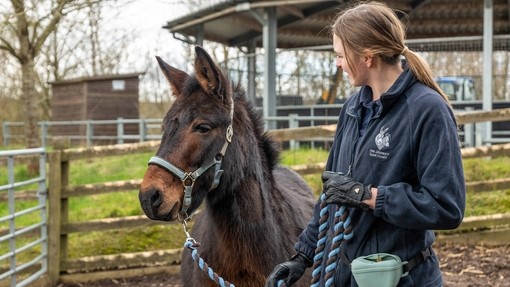 A close up image of a dark brown mule wearing a head harness with a women holding the reins stood on the right.