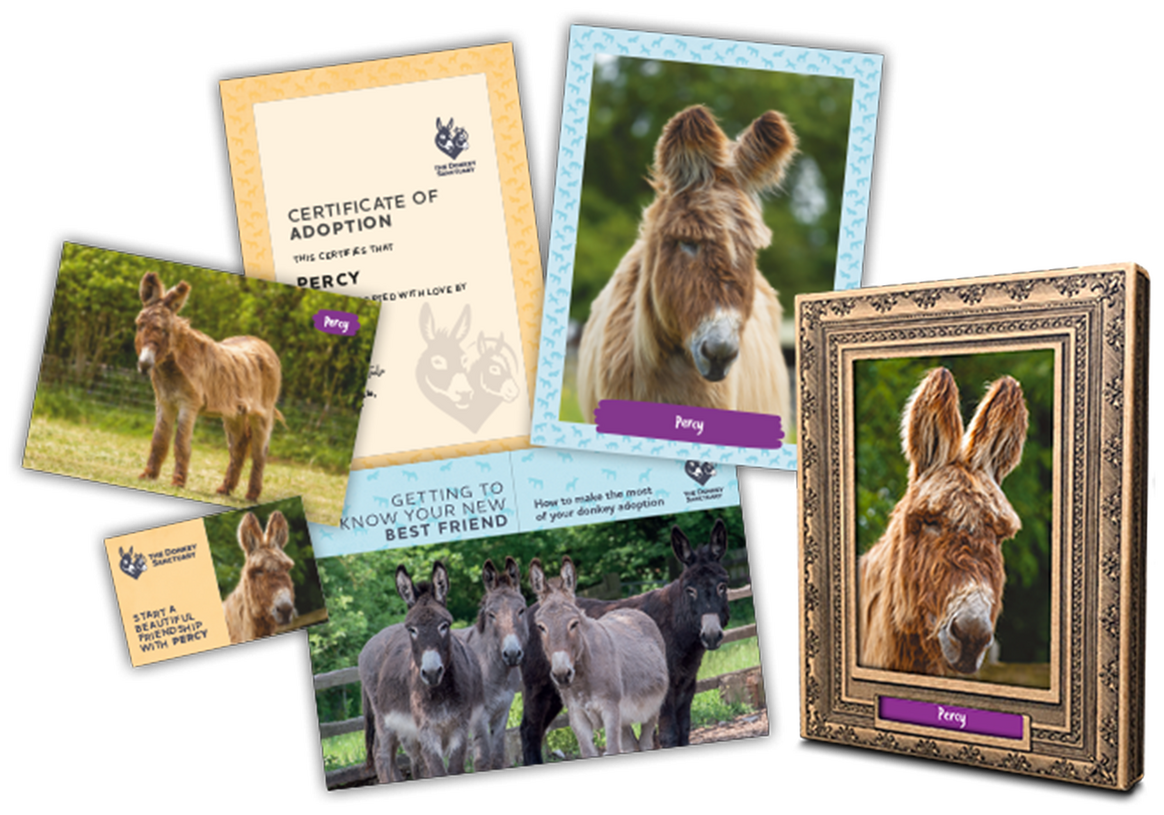 An image of an assortment of portraits of a brown donkey, a yellow certificate and small postcards of a brown donkey.