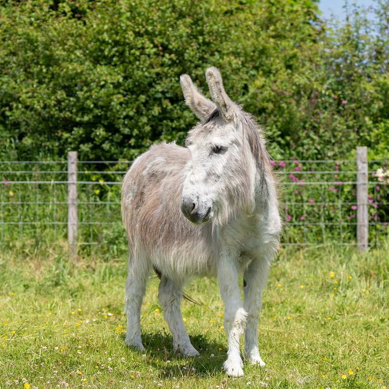 An image of a grey donkey in an outdoor paddock stood with its body facing the right but its head looking to the left.