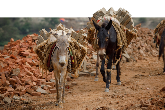 An image of two donkeys at a brick kiln site carrying overfilled sacks of bricks across their back.