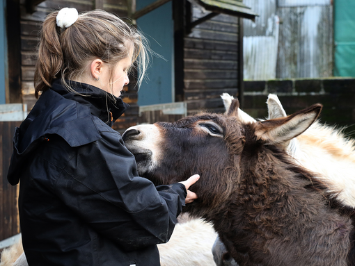 Rescued donkey enjoying scratched from its groom.