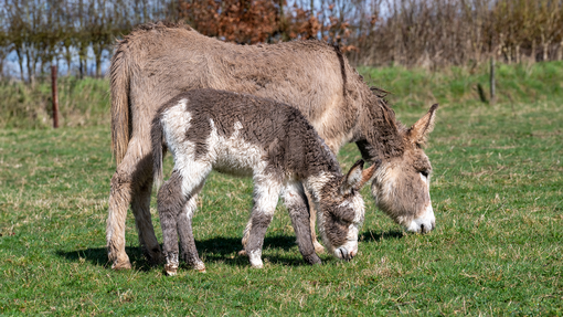 Rosie with her foal