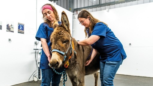Two vets stand either side of a brown donkey to check its heartbeat